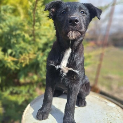 💥Clea zauberhafte Welpin kann überall hin, Kinder Katzen und Hunde💥, Mischlingswelpe - Hündin