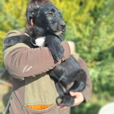 💥Clea zauberhafte Welpin kann überall hin, Kinder Katzen und Hunde💥, Mischlingswelpe - Hündin