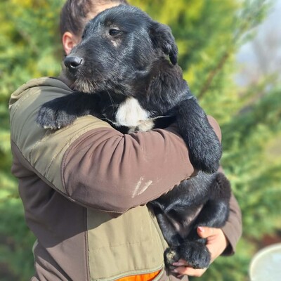 💥Clea zauberhafte Welpin kann überall hin, Kinder Katzen und Hunde💥, Mischlingswelpe - Hündin