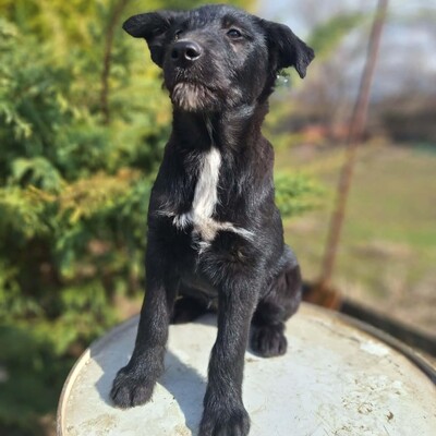 💥Clea zauberhafte Welpin kann überall hin, Kinder Katzen und Hunde💥, Mischlingswelpe - Hündin