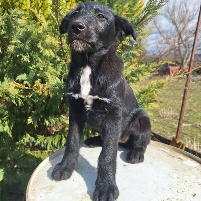 💥Clea zauberhafte Welpin kann überall hin, Kinder Katzen und Hunde💥, Mischlingswelpin - Hündin