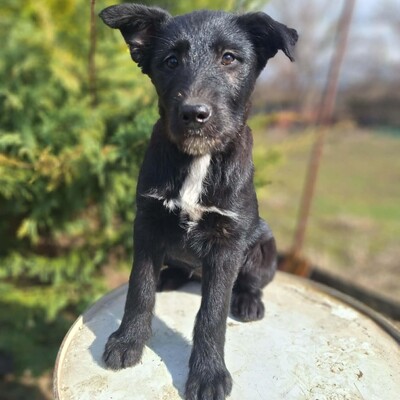 💥Clea zauberhafte Welpin kann überall hin, Kinder Katzen und Hunde💥, Mischlingswelpin - Hündin