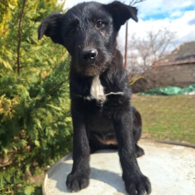 💥Clea zauberhafte Welpin kann überall hin, Kinder Katzen und Hunde💥, Mischlingswelpin - Hündin