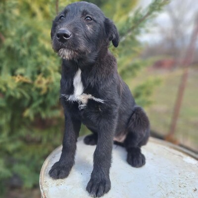 💥Clea zauberhafte Welpin kann überall hin, Kinder Katzen und Hunde💥, Mischlingswelpin - Hündin