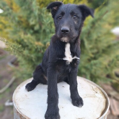 💥Clea zauberhafte Welpin kann überall hin, Kinder Katzen und Hunde💥, Mischlingswelpin - Hündin