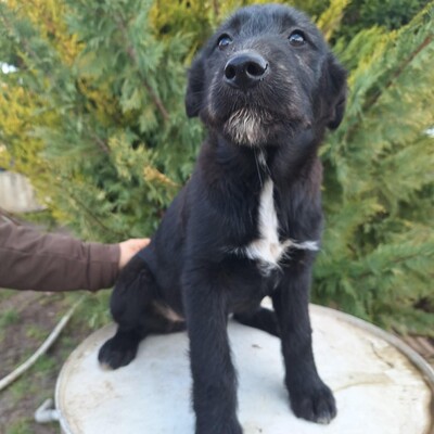 💥Clea zauberhafte Welpin kann überall hin, Kinder Katzen und Hunde💥, Mischlingswelpin - Hündin