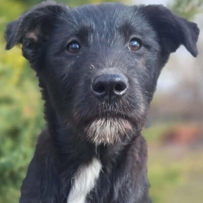 💥Clea zauberhafte Welpin kann überall hin, Kinder Katzen und Hunde💥, Mischlingswelpin - Hündin