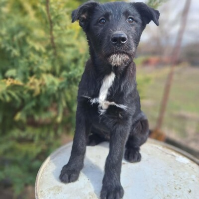 💥Clea zauberhafte Welpin kann überall hin, Kinder Katzen und Hunde💥, Mischlingswelpin - Hündin