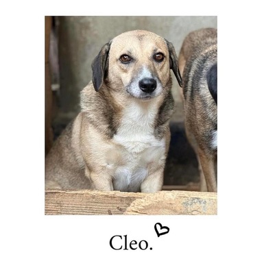 Cleo, Mischling - Hündin
