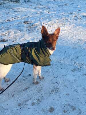 Cleo, Mischling - Hündin