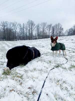 Cleo, Mischling - Hündin