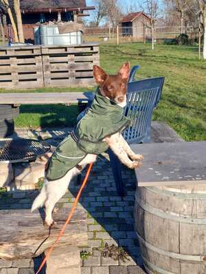 Cleo, Mischling - Hündin