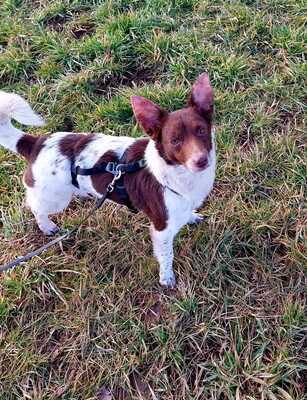 Cleo, Mischling - Hündin