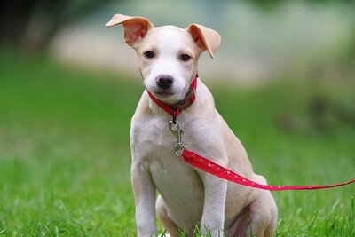 Cleo, Mischling Welpen - Hündin