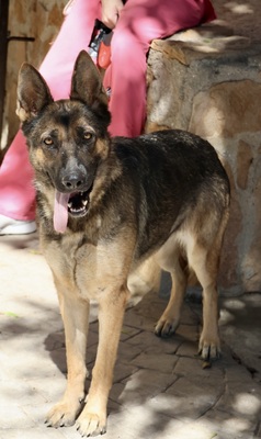 Cleo, Schäferhund - Hündin 1