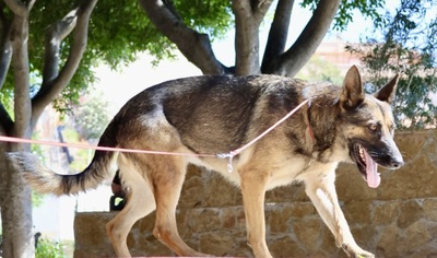 Cleo, Schäferhund - Hündin