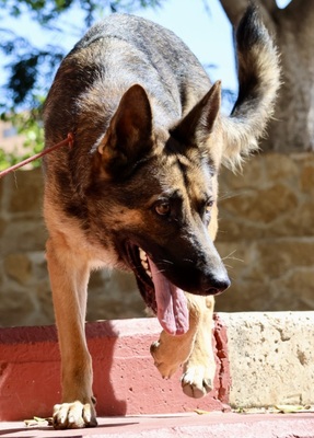 Cleo, Schäferhund - Hündin