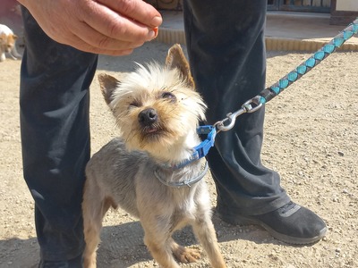 Cleo, Yorkshire Terrier - Hündin