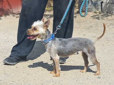 Cleo, Yorkshire Terrier - Hündin