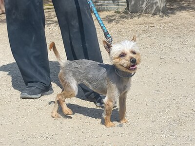 Cleo, Yorkshire Terrier - Hündin