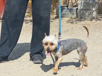 Cleo, Yorkshire Terrier - Hündin