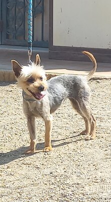 Cleo, Yorkshire Terrier - Hündin