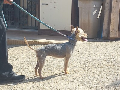 Cleo, Yorkshire Terrier - Hündin