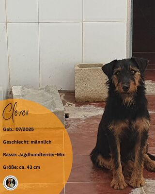 Clever, Deutscher Jagdhund-Mix - Rüde