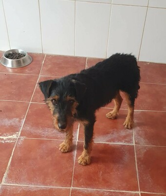 Clever, Deutscher Jagdhund-Mix - Rüde