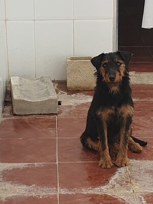 Clever, Deutscher Jagdhund-Mix - Rüde