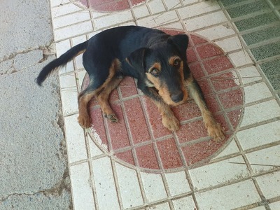 Clever, Deutscher Jagdhund-Mix - Rüde