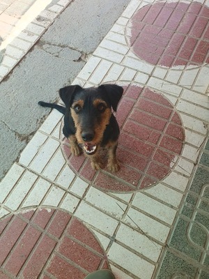 Clever, Deutscher Jagdhund-Mix - Rüde