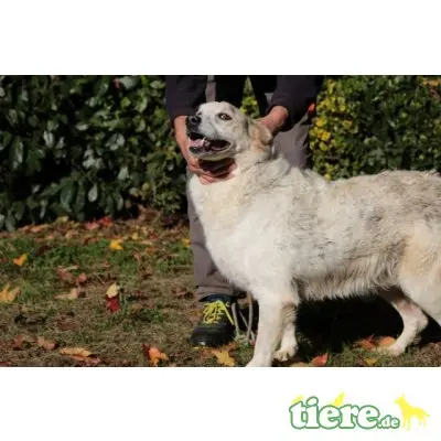Cliff, Retriever-Mischling - Rüde