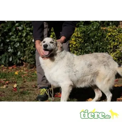 Cliff, Retriever-Mischling - Rüde