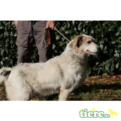 Cliff, Retriever-Mischling - Rüde