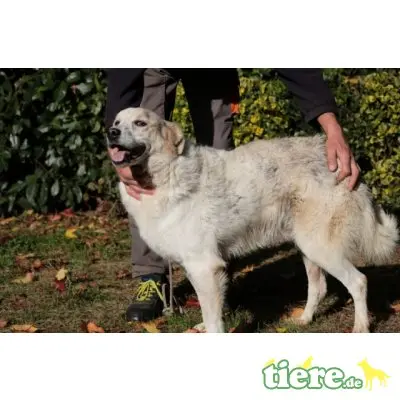 Cliff, Retriever-Mischling - Rüde