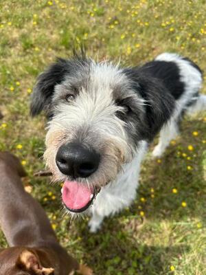 Cloe, Griffon-Mix-Hündin - Hündin