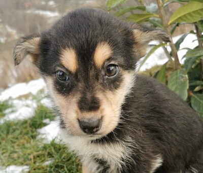 Cloe, Husky-Schäfer-Mischling Welpen - Hündin