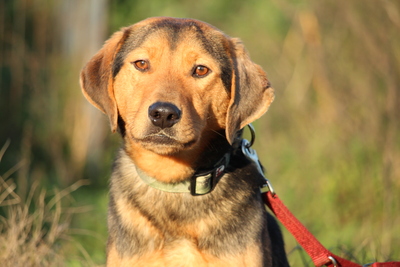 Clyde, Mischling - Rüde