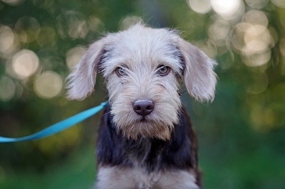 Clyde, Terrier?Mischling Welpen - Rüde