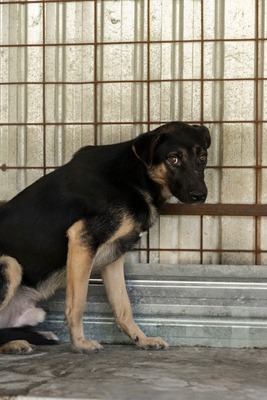 🤎 Clyde – ein sanfter Gentleman mit großem Herz 🤎