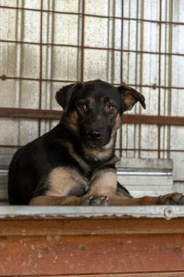 🤎 Clyde – ein sanfter Gentleman mit großem Herz 🤎, Mischling - Rüde