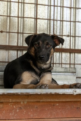 🤎 Clyde – ein sanfter Gentleman mit großem Herz 🤎, Mischling - Rüde