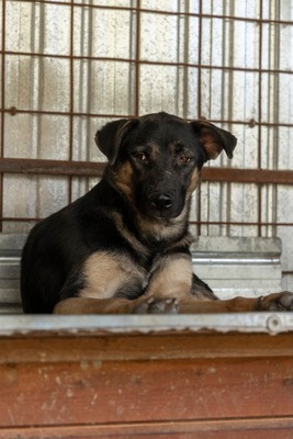 🤎 Clyde – ein sanfter Gentleman mit großem Herz 🤎, Mischling - Rüde