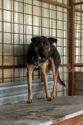 🤎 Clyde – ein sanfter Gentleman mit großem Herz 🤎, Mischling - Rüde
