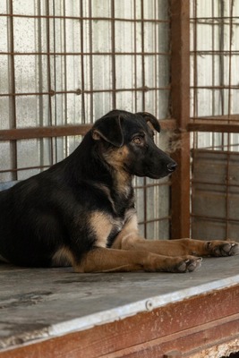 🤎 Clyde – ein sanfter Gentleman mit großem Herz 🤎, Mischling - Rüde