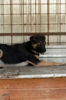 🤎 Clyde – ein sanfter Gentleman mit großem Herz 🤎, Mischling - Rüde