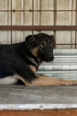 🤎 Clyde – ein sanfter Gentleman mit großem Herz 🤎, Mischling - Rüde