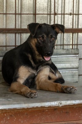 🤎 Clyde – ein sanfter Gentleman mit großem Herz 🤎, Mischling - Rüde