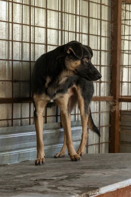 🤎 Clyde – ein sanfter Gentleman mit großem Herz 🤎, Mischling - Rüde